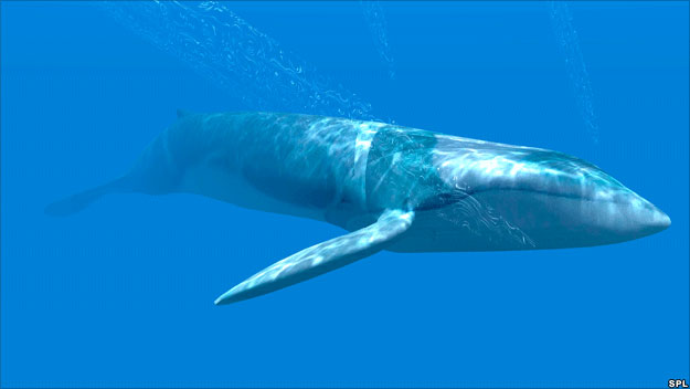 صور الحوت الأزرق 2014 ، بالصور معلومات عن الحوت الأزرق 2014