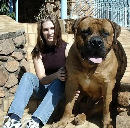بالصور اضخم كلب فى العالم رهيب - شاهد بالصور اضخم كلب فى العالم