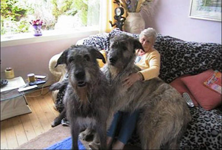 بالصور اضخم كلب فى العالم رهيب - شاهد بالصور اضخم كلب فى العالم