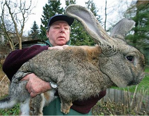 بالصور اضخم ارنب فى العالم رهيب