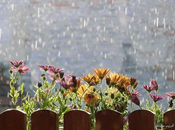 صور لجمال الزهور بعد المطر - صور الزهور بعد تساقط المطر