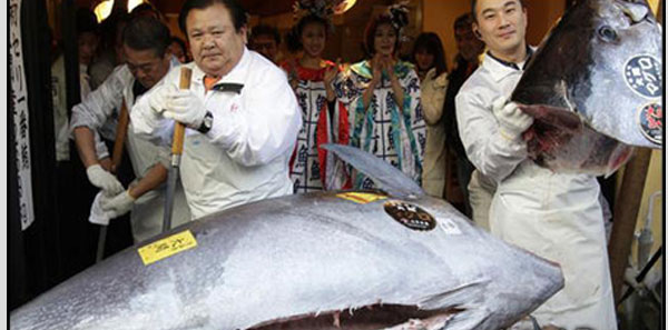 بالصور شاهد أغلى سمكة تونة في العالم
