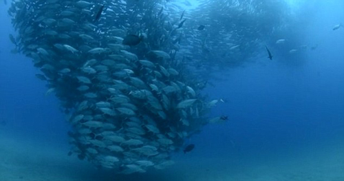 صور الأسماك تحت الماء - صور اعصار الاسماك تحت الماء