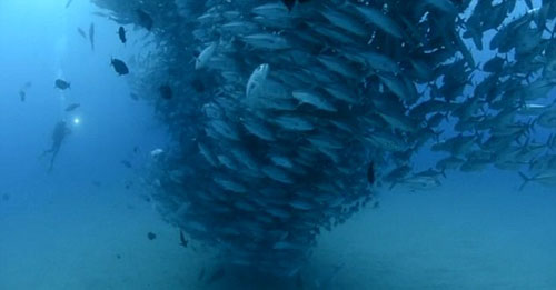 صور الأسماك تحت الماء - صور اعصار الاسماك تحت الماء