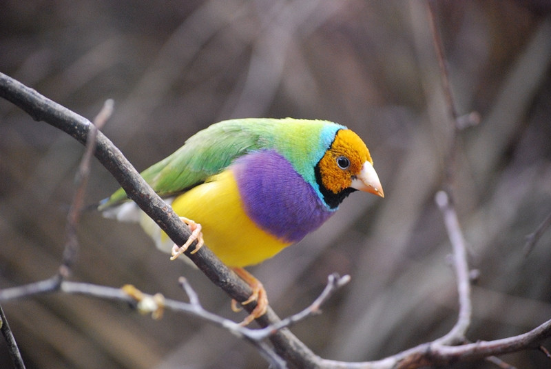 صور جولديان فينش - واحد من ألمع الطيور وأجمل العصافير في العالم