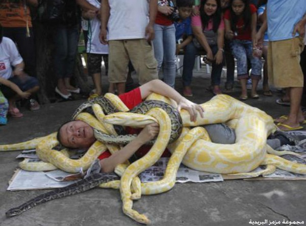 بالصور فلبيني يلتف بعدد من أفاعي “البايثون” أكبر الثعابين في العالم