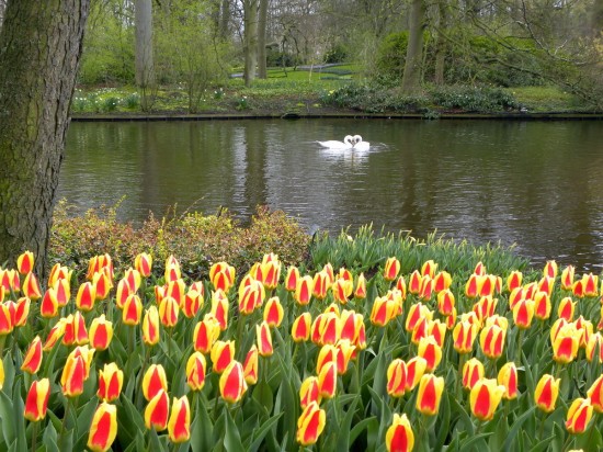 صور الحدائق الهولندية , اجمل صور الحدائق , اجمل حديقة في العالم