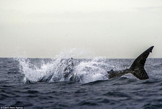 صور لحوت لحظة قفزه من الماء فى لقطة ساحرة