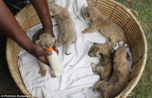 لبؤة في حديقة حيوانات بزيمبابوي وضعت ثمانية أشبال في بطن واحد