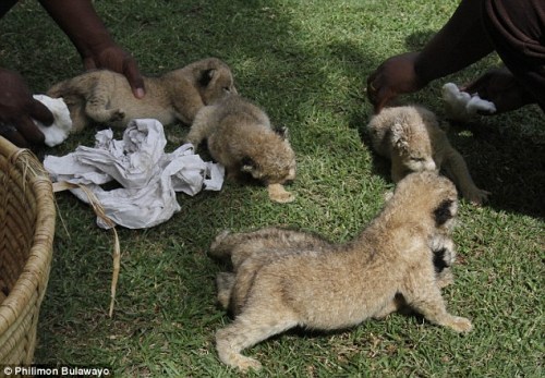لبؤة في حديقة حيوانات بزيمبابوي وضعت ثمانية أشبال في بطن واحد