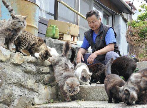 جنة القطط الضالة في اليابان