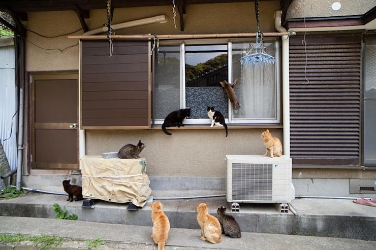 جنة القطط الضالة في اليابان