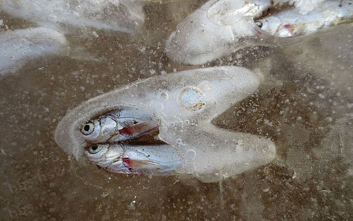 في الصين السمك مجمد داخل البحر - بالصور في الصين السمك مجمد داخل البحر