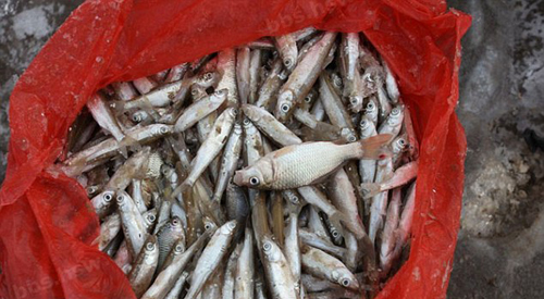 في الصين السمك مجمد داخل البحر - بالصور في الصين السمك مجمد داخل البحر