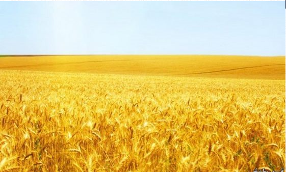بالصور أروع الصور لسنابل نبات القمح الذهبية