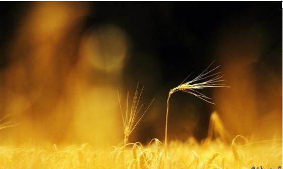 بالصور أروع الصور لسنابل نبات القمح الذهبية