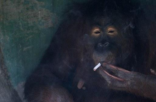 بالصور حتى الحيوانات اصبحت تدخن - صور مضحكة حيوانات تدخن