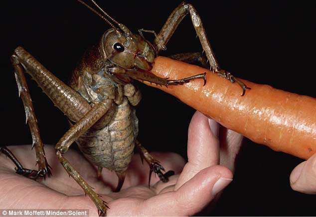 بالصور القبض على اكبر واضخم حشرة فى العالم
