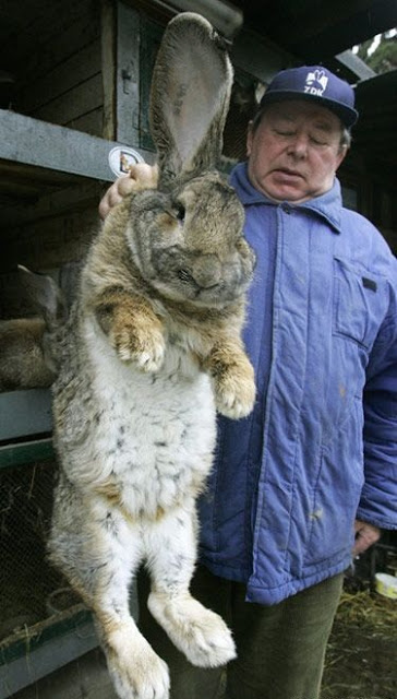 صور أكبر أرنب في العالم
