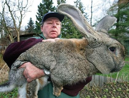 صور أكبر أرنب في العالم