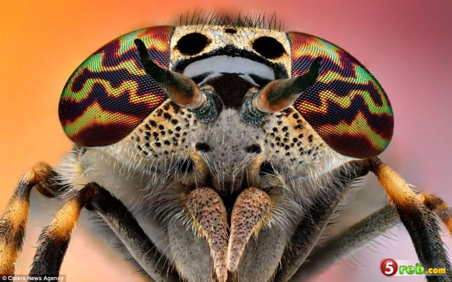 صور عيون الحشرات عن قرب - سبحان الخالق