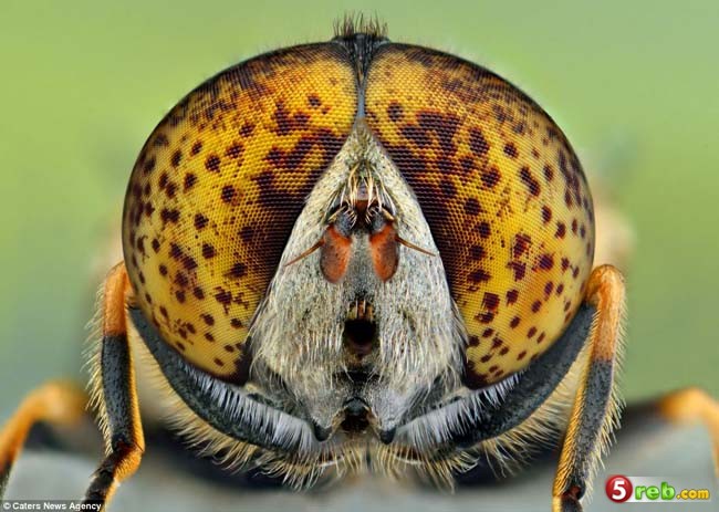 صور عيون الحشرات عن قرب - سبحان الخالق
