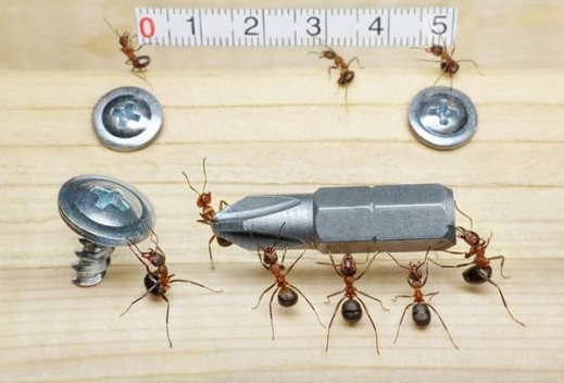 بالصور مصوّر محترف يقوم بترويض النمل لإلتقاط مشاهد خيالية