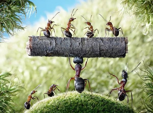 بالصور مصوّر محترف يقوم بترويض النمل لإلتقاط مشاهد خيالية