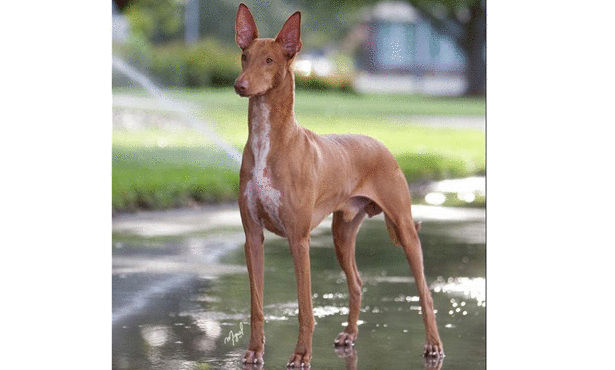 صور اغلي 10 كلاب في العالم 2013