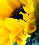 زهور صفراء , صور زهور لونها أصفر , وروود صفراء