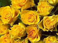 زهور صفراء , صور زهور لونها أصفر , وروود صفراء