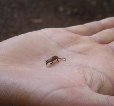 صور اصغر الاشياء في العالم