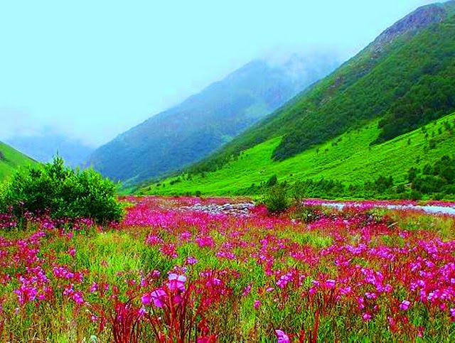 صور جمال وغرابه وادي الزهور في الهند