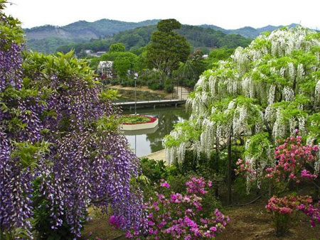 صور شلالات الورود في اليابان , صور شلالات الزهور في اليابان , Falls flowers in Japan