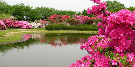 صور شلالات الورود في اليابان , صور شلالات الزهور في اليابان , Falls flowers in Japan