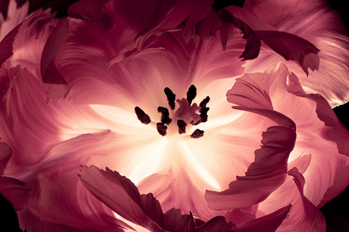 صور زهور جميلة 2014 - صور اجمل ازهار الحب 2014 - صور ورود رومانسية 2014