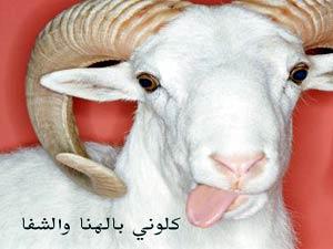 صور مضحكة عن خروف العيد - صور ضحك خروف العيد