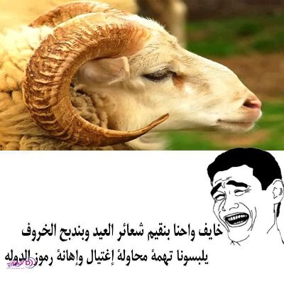 صور مضحكة عن خروف العيد - صور ضحك خروف العيد