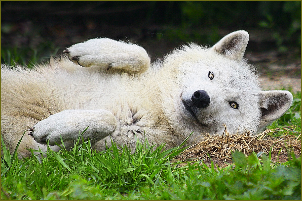 صور ذئب ابيض 2014 - خلفيات الذئب الابيض والاحمر 2014  Wolf