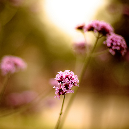 صور ازهار وورود طبيعية 2014 , صور ورود للعشاق رومانسية 2014