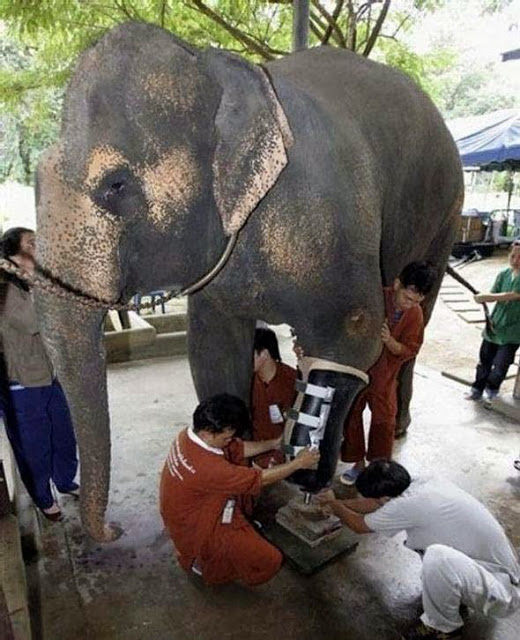 شاهد بالصور فيل بساق صناعية