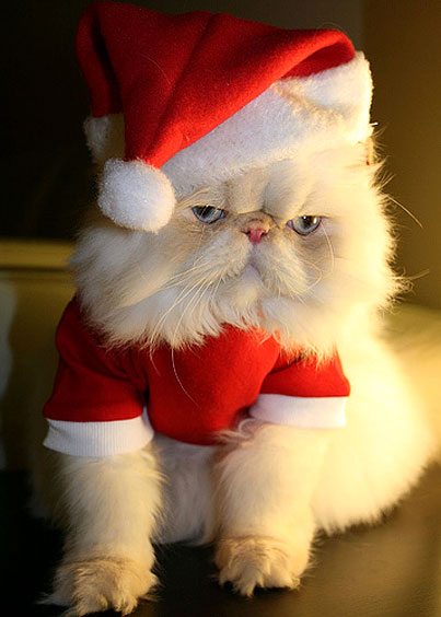 animals in Santa Claus images 2014