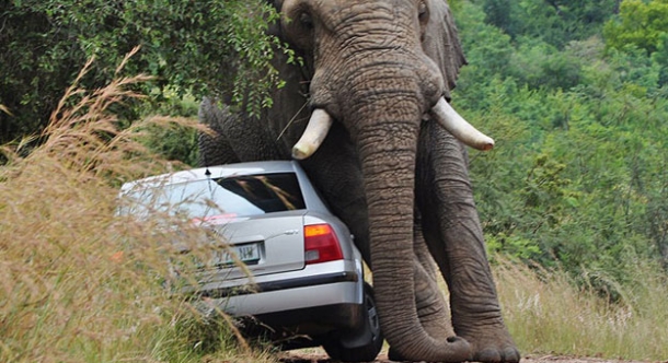 بالفيديو فيل يحطم سيارة سائح بخرطومه تعرف على السبب