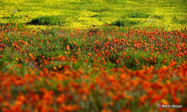 صور زهور الربيع في نماكولاند