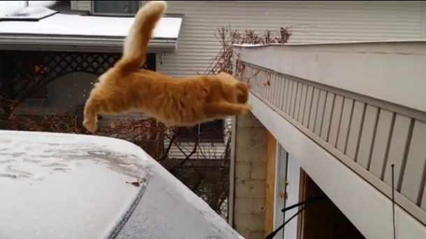 بالفيديو قطة فاشلة تحقق ملايين المشاهدات على اليوتيوب