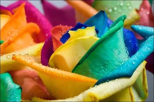 صور زهرة قوس قزح اجمل واغلى زهرة في العالم , Rainbow Ross