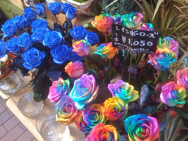 صور زهرة قوس قزح اجمل واغلى زهرة في العالم , Rainbow Ross