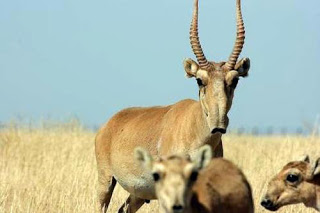 صور ظبي السايجا , صور اغرب حيوان في العالم مهدد بالانقراض