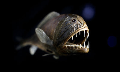 شاهد بالصور سمكة مرعبة تعيش في اعماق البحار