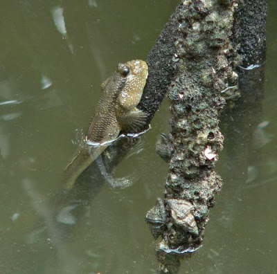 صور سمكة نطاط الطين , معلومات عن سمكة نطاط الطين
